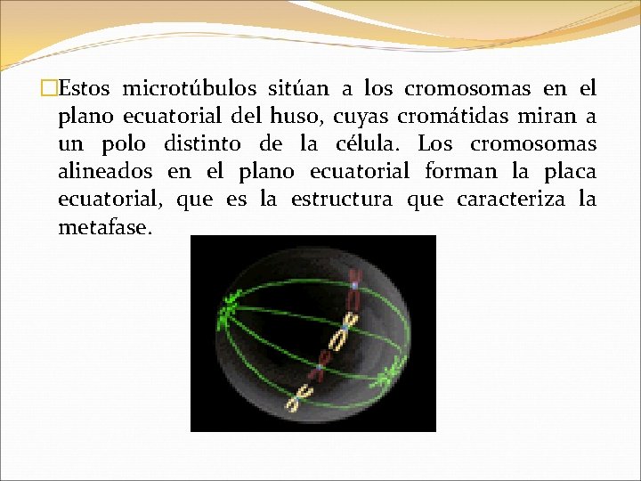�Estos microtúbulos sitúan a los cromosomas en el plano ecuatorial del huso, cuyas cromátidas