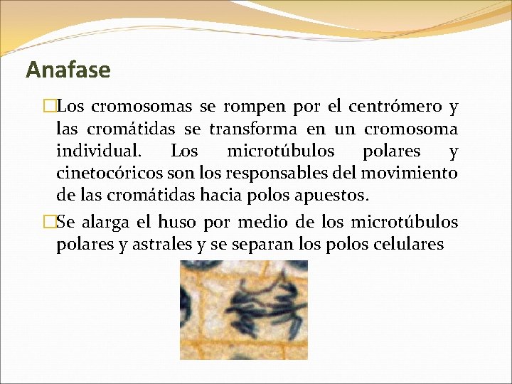 Anafase �Los cromosomas se rompen por el centrómero y las cromátidas se transforma en