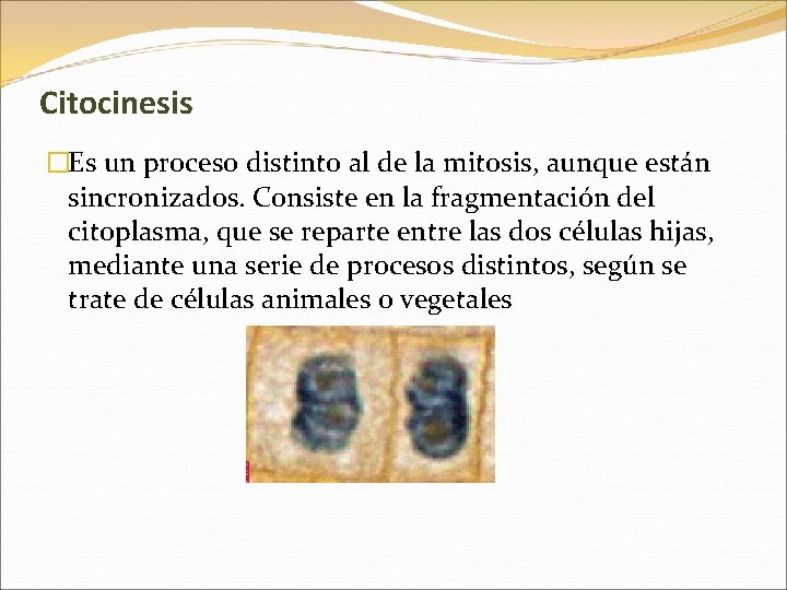 Citocinesis �Es un proceso distinto al de la mitosis, aunque están sincronizados. Consiste en