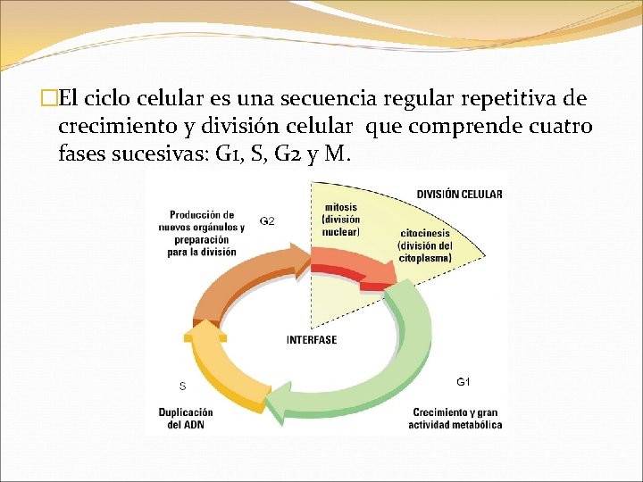 �El ciclo celular es una secuencia regular repetitiva de crecimiento y división celular que