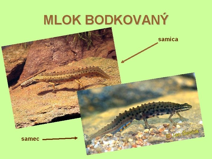 MLOK BODKOVANÝ samica samec 