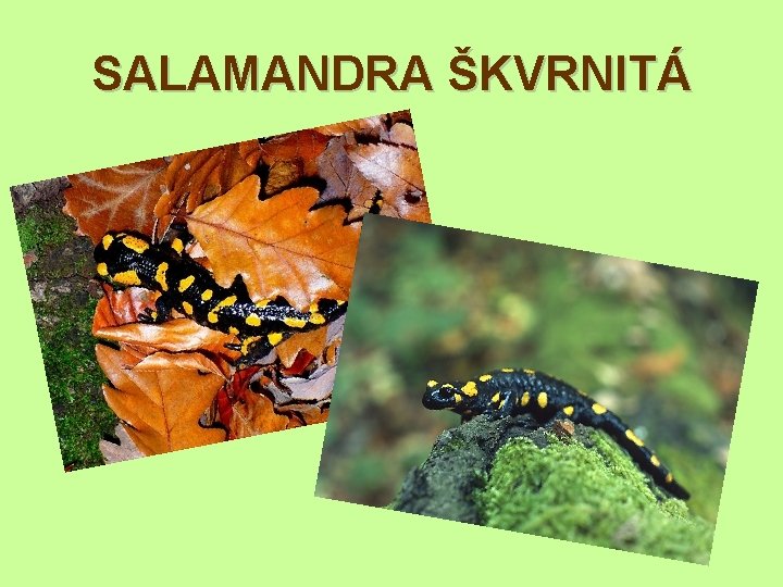 SALAMANDRA ŠKVRNITÁ 