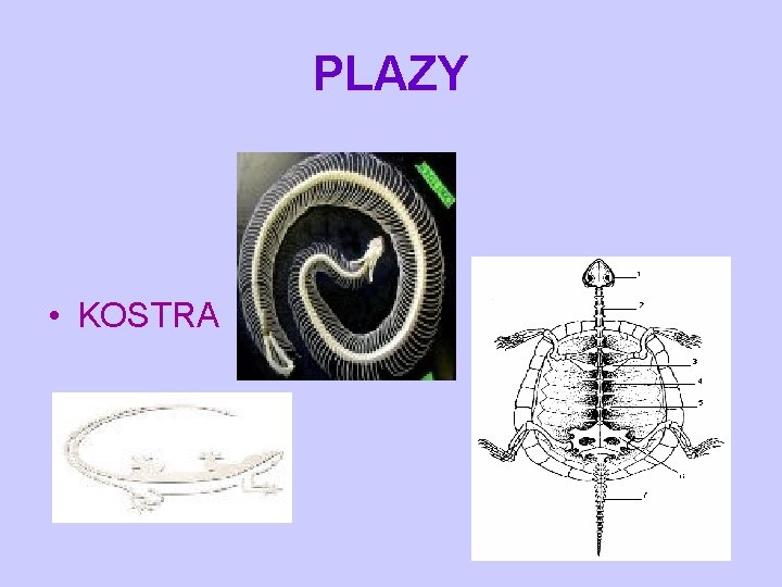PLAZY • KOSTRA 