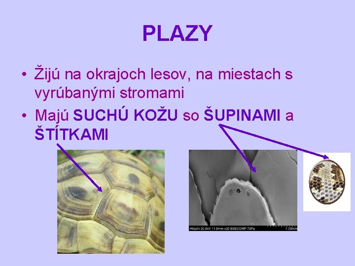 PLAZY • Žijú na okrajoch lesov, na miestach s vyrúbanými stromami • Majú SUCHÚ