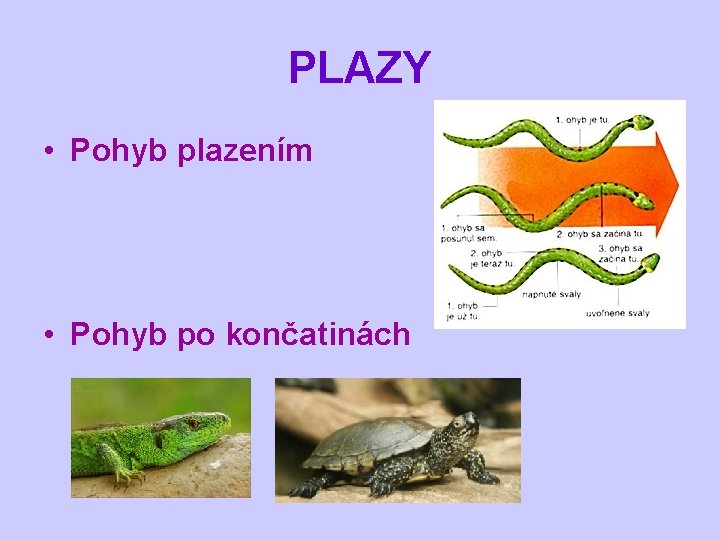 PLAZY • Pohyb plazením • Pohyb po končatinách 