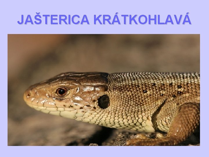 JAŠTERICA KRÁTKOHLAVÁ 