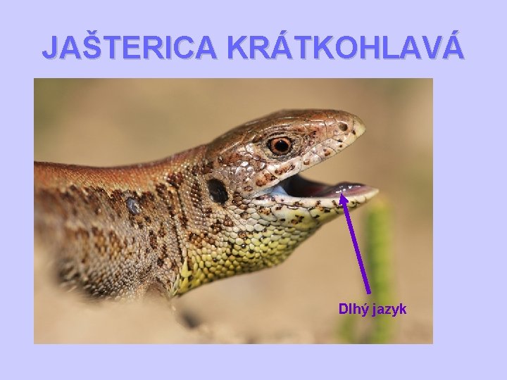 JAŠTERICA KRÁTKOHLAVÁ 5 prstov s pazúrikmi Dlhý jazyk 