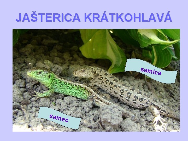 JAŠTERICA KRÁTKOHLAVÁ samic a sam e c 