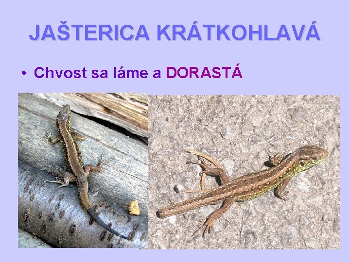 JAŠTERICA KRÁTKOHLAVÁ • Chvost sa láme a DORASTÁ 