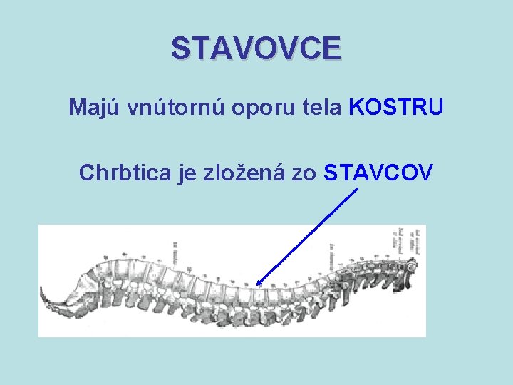 STAVOVCE Majú vnútornú oporu tela KOSTRU Chrbtica je zložená zo STAVCOV 