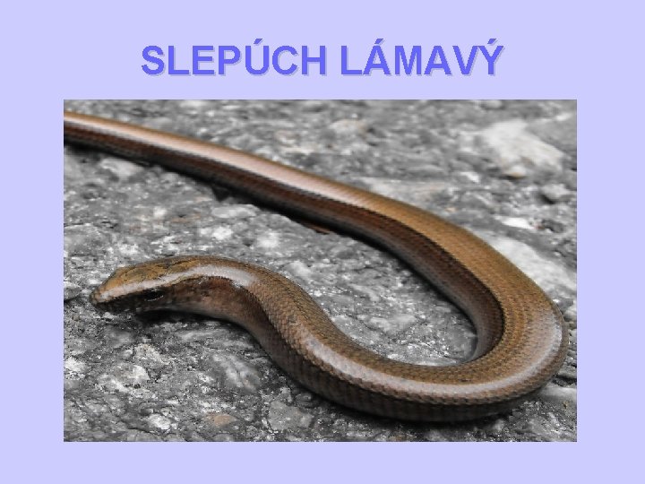 SLEPÚCH LÁMAVÝ 