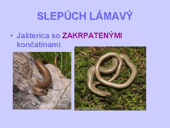 SLEPÚCH LÁMAVÝ • Jašterica so ZAKRPATENÝMI končatinami 