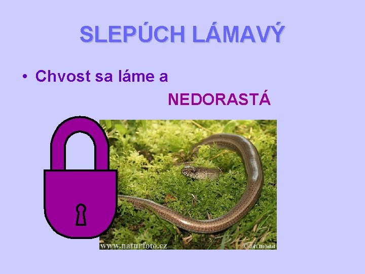 SLEPÚCH LÁMAVÝ • Chvost sa láme a NEDORASTÁ 