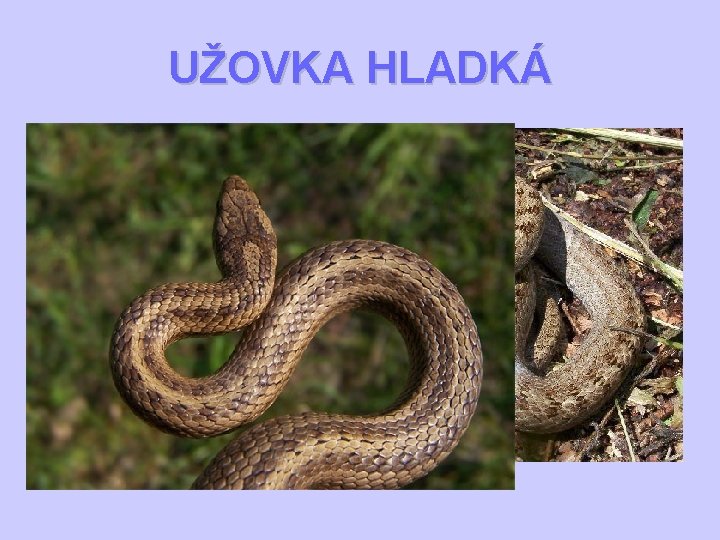 UŽOVKA HLADKÁ 