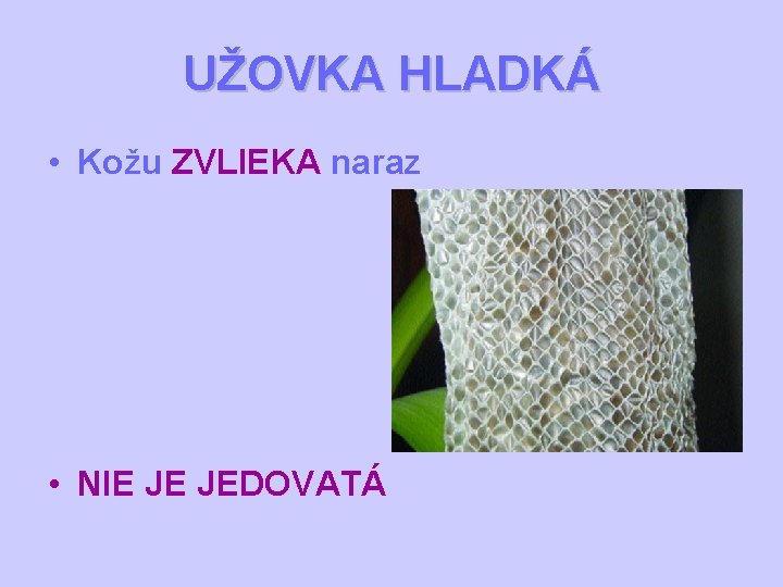 UŽOVKA HLADKÁ • Kožu ZVLIEKA naraz • NIE JE JEDOVATÁ 