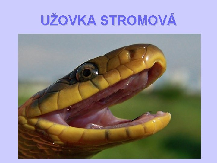 UŽOVKA STROMOVÁ 