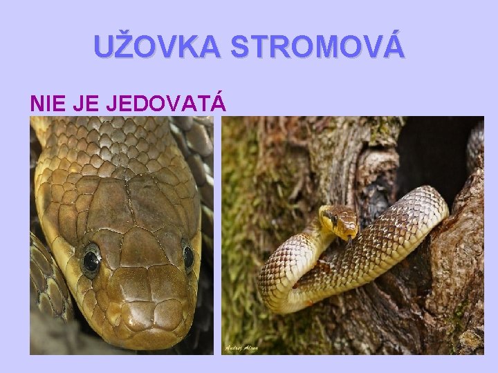 UŽOVKA STROMOVÁ NIE JE JEDOVATÁ 