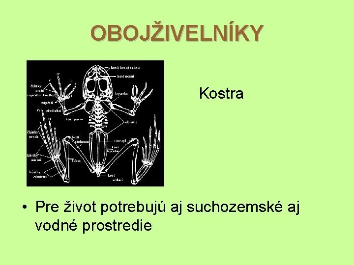 OBOJŽIVELNÍKY Kostra • Pre život potrebujú aj suchozemské aj vodné prostredie 