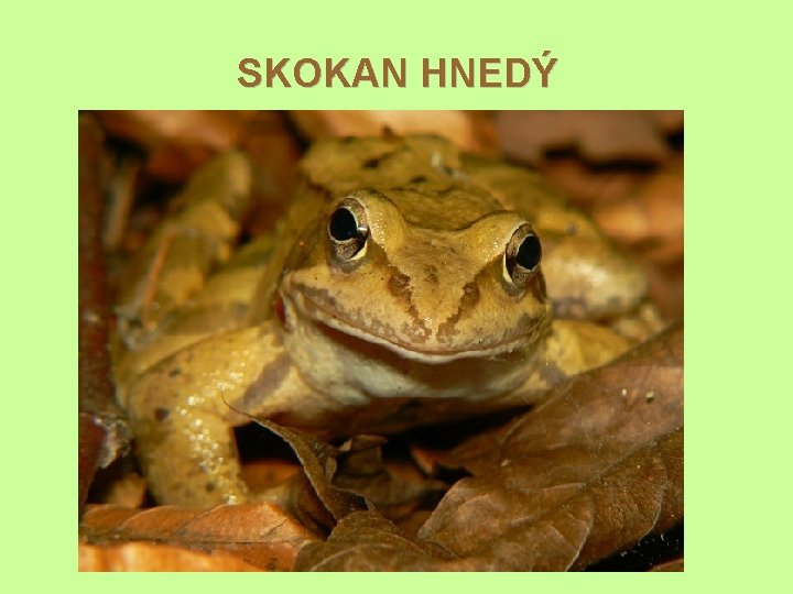 SKOKAN HNEDÝ 