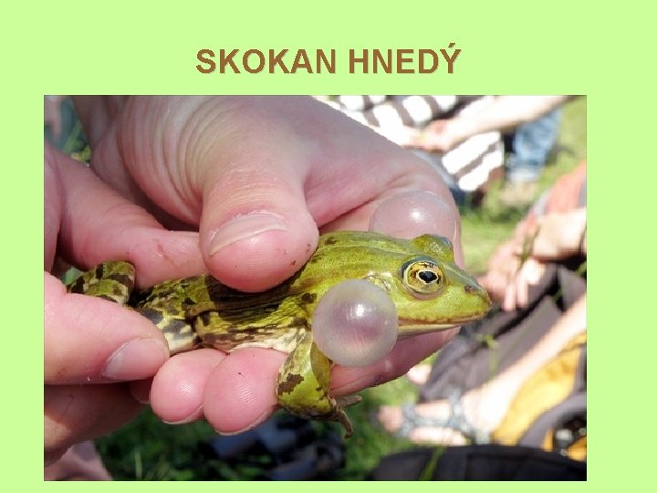 SKOKAN HNEDÝ Veľké oči Široké ústa Zvukové mechúriky 