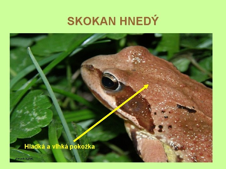 SKOKAN HNEDÝ Hladká a vlhká pokožka 