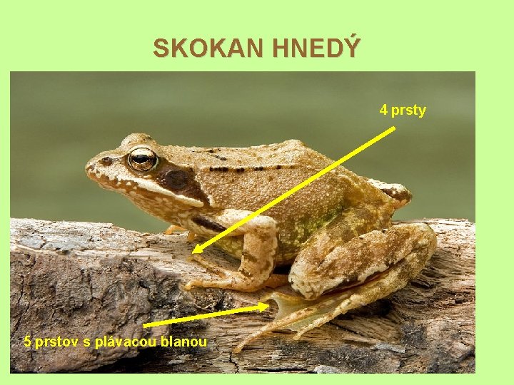 SKOKAN HNEDÝ 4 prsty 5 prstov s plávacou blanou 