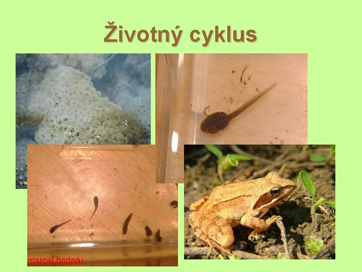 Životný cyklus 
