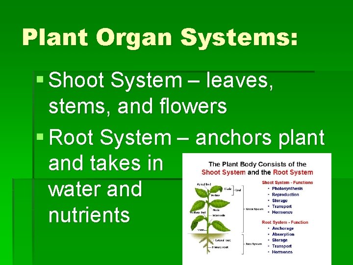 Plant Organ Systems: § Shoot System – leaves, stems, and flowers § Root System