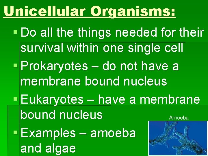 Unicellular Organisms: § Do all the things needed for their survival within one single