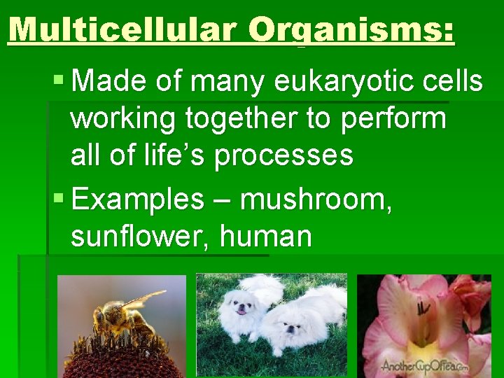 Multicellular Organisms: § Made of many eukaryotic cells working together to perform all of