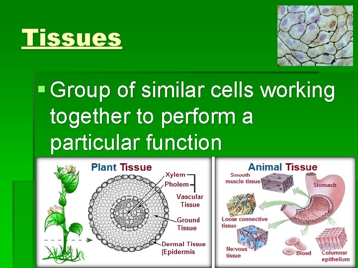Tissues § Group of similar cells working together to perform a particular function 