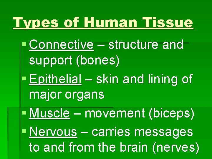 Types of Human Tissue § Connective – structure and support (bones) § Epithelial –