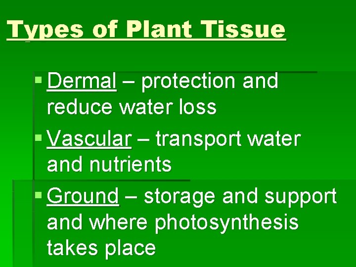 Types of Plant Tissue § Dermal – protection and reduce water loss § Vascular