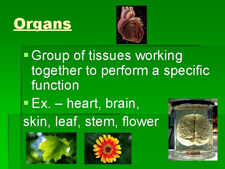 Organs § Group of tissues working together to perform a specific function § Ex.