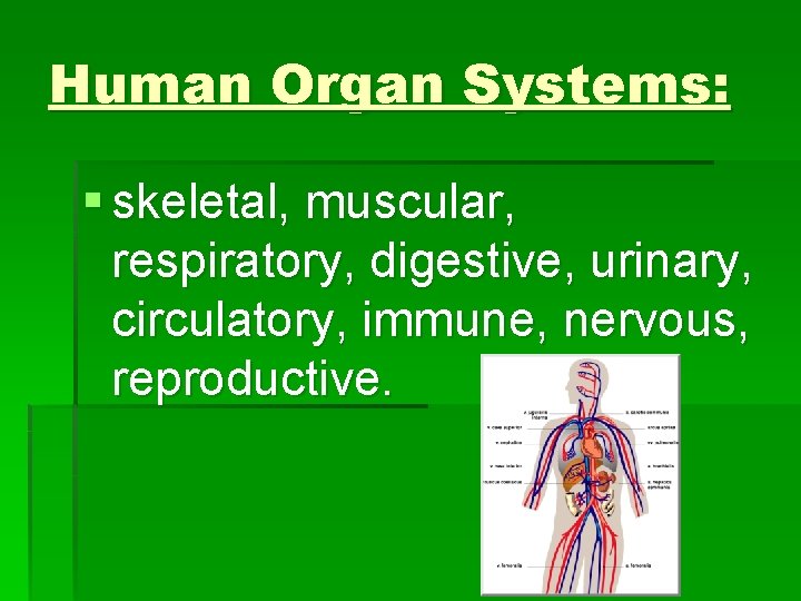 Human Organ Systems: § skeletal, muscular, respiratory, digestive, urinary, circulatory, immune, nervous, reproductive. 