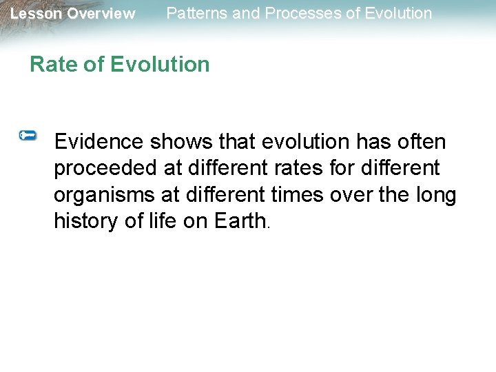 Lesson Overview Patterns and Processes of Evolution Rate of Evolution Evidence shows that evolution