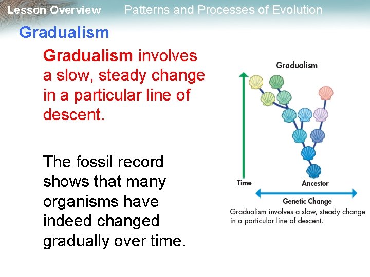 Lesson Overview Patterns and Processes of Evolution Gradualism involves a slow, steady change in