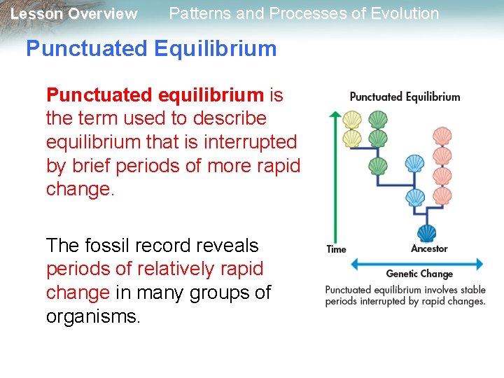 Lesson Overview Patterns and Processes of Evolution Punctuated Equilibrium Punctuated equilibrium is the term