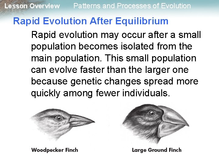 Lesson Overview Patterns and Processes of Evolution Rapid Evolution After Equilibrium Rapid evolution may