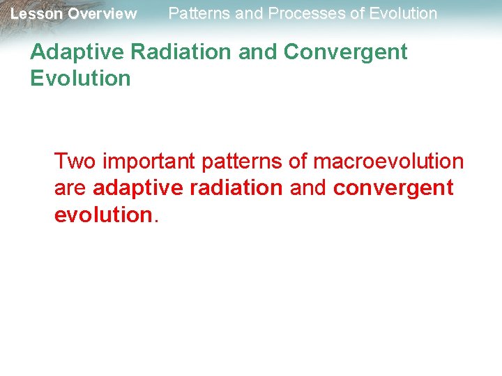 Lesson Overview Patterns and Processes of Evolution Adaptive Radiation and Convergent Evolution Two important