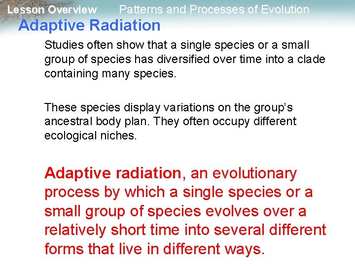 Lesson Overview Patterns and Processes of Evolution Adaptive Radiation Studies often show that a