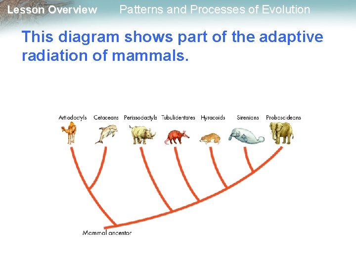 Lesson Overview Patterns and Processes of Evolution This diagram shows part of the adaptive