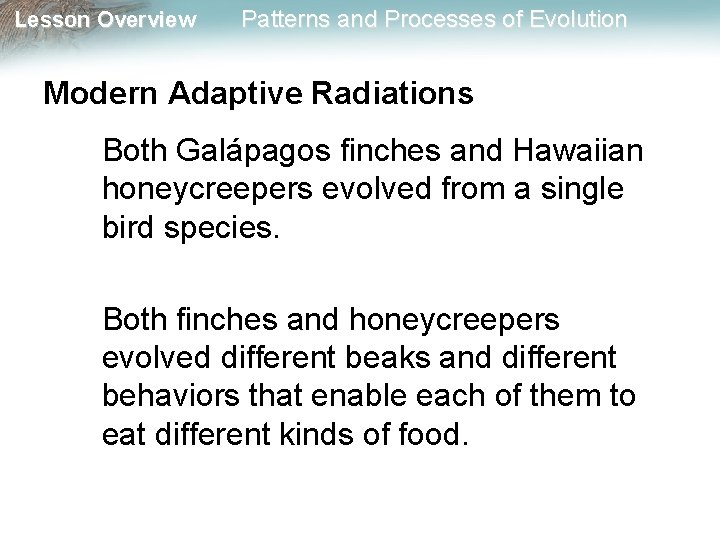 Lesson Overview Patterns and Processes of Evolution Modern Adaptive Radiations Both Galápagos finches and