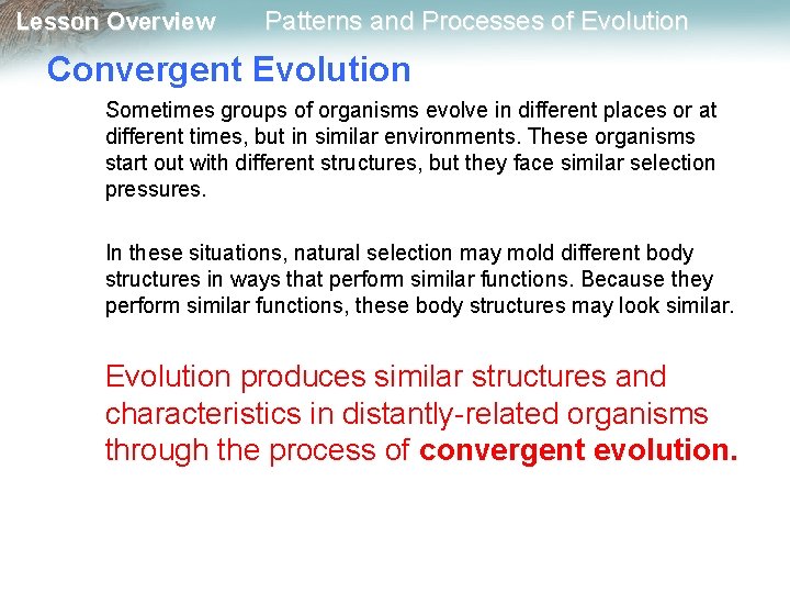 Lesson Overview Patterns and Processes of Evolution Convergent Evolution Sometimes groups of organisms evolve