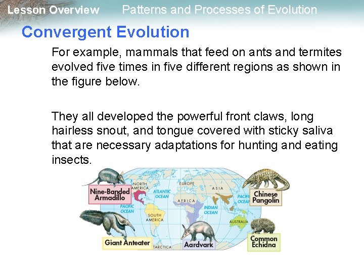 Lesson Overview Patterns and Processes of Evolution Convergent Evolution For example, mammals that feed