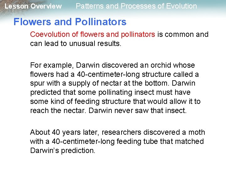 Lesson Overview Patterns and Processes of Evolution Flowers and Pollinators Coevolution of flowers and