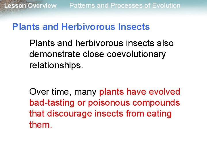 Lesson Overview Patterns and Processes of Evolution Plants and Herbivorous Insects Plants and herbivorous