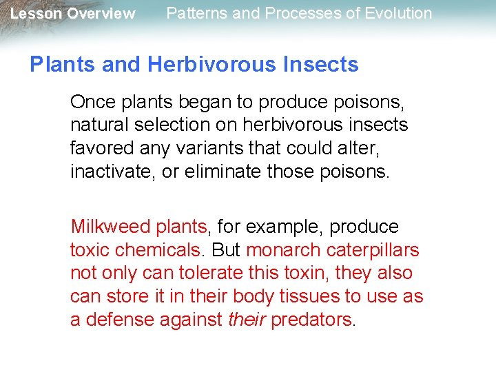 Lesson Overview Patterns and Processes of Evolution Plants and Herbivorous Insects Once plants began