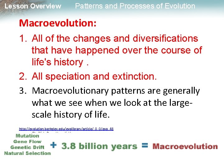 Lesson Overview Patterns and Processes of Evolution Macroevolution: 1. All of the changes and