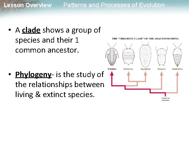 Lesson Overview Patterns and Processes of Evolution • A clade shows a group of